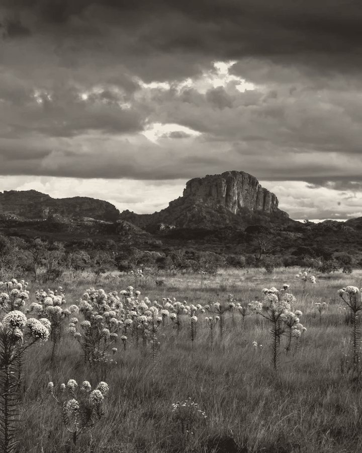 Campo de sempre-vivas e serra, em preto e branco